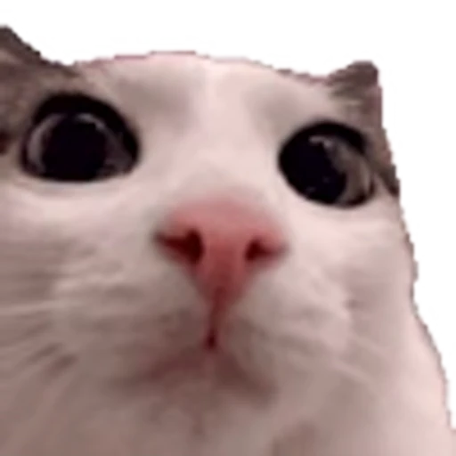 👀 Эмодзи «Capy Lulu» для Telegram