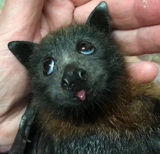 😇 Стикер «Bats» для Telegram