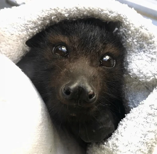 🤭 Стикер «Bats» для Telegram