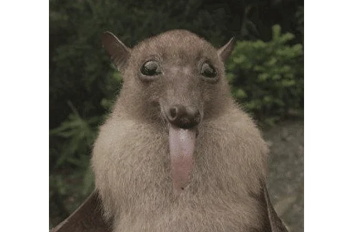 😛 Стикер «Bats» для Telegram