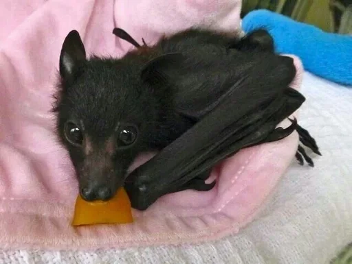 🥺 Стикер «Bats» для Telegram