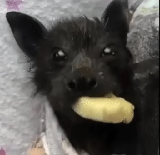 🦇 Стикер «Bats» для Telegram