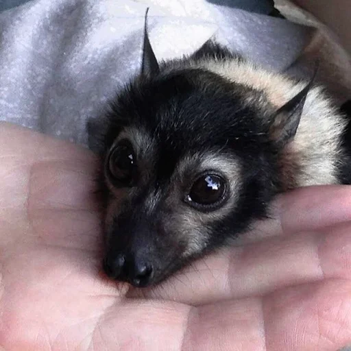 😢 Стикер «Bats» для Telegram