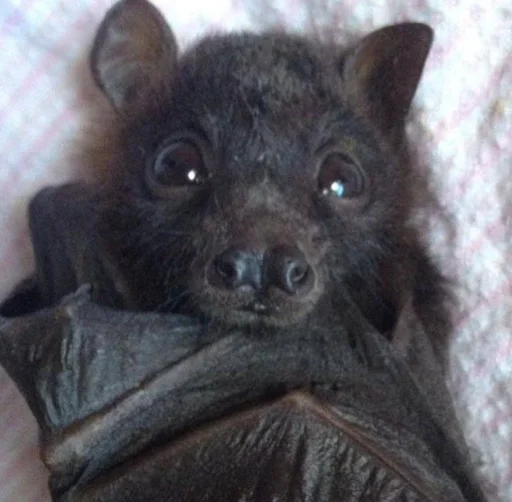 😵‍💫 Стикер «Bats» для Telegram