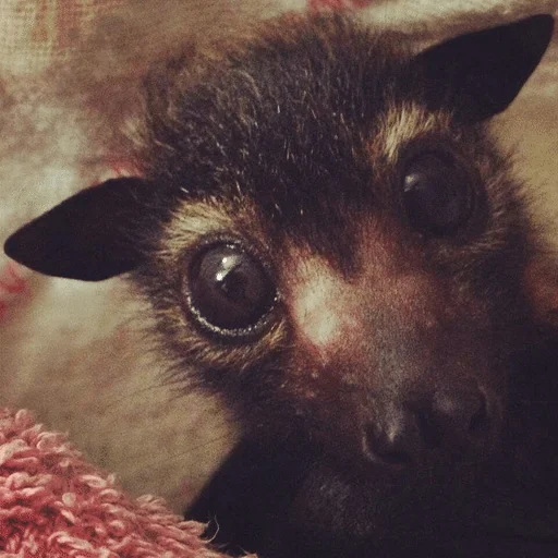 🥺 Стикер «Bats» для Telegram