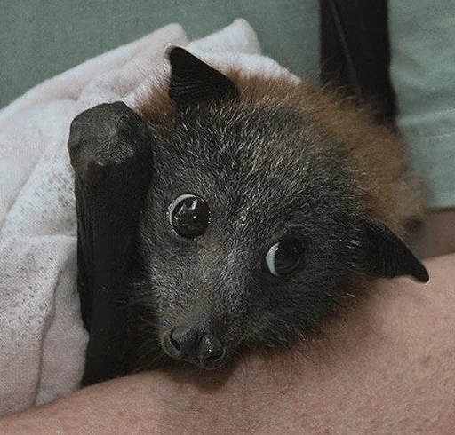 🫣 Стикер «Bats» для Telegram