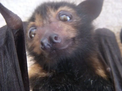 ☺️ Стикер «Bats» для Telegram
