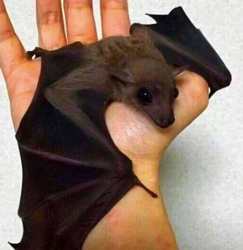 😵‍💫 Стикер «Bats» для Telegram