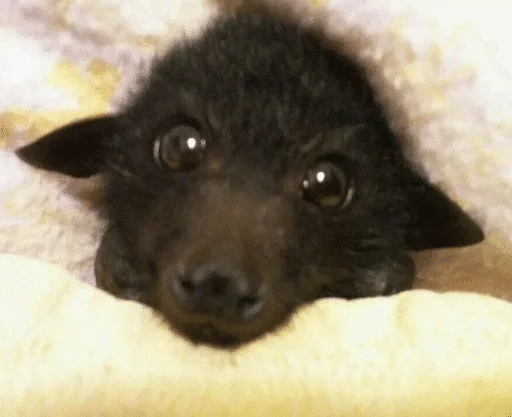 🙁 Стикер «Bats» для Telegram
