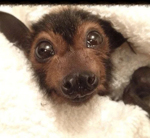 ☺️ Стикер «Bats» для Telegram