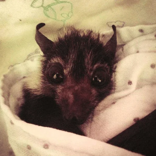 😧 Стикер «Bats» для Telegram
