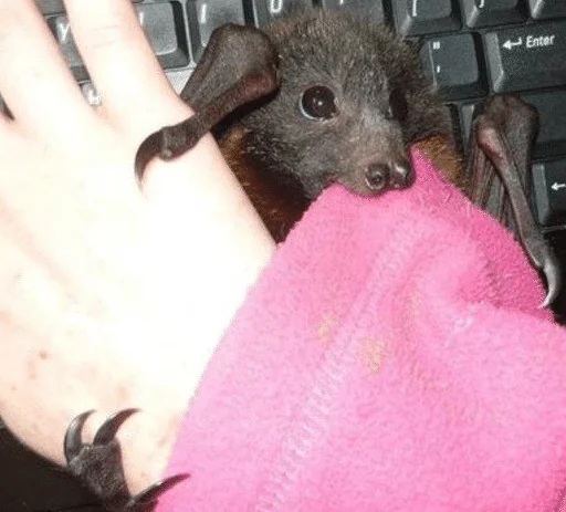 👀 Стикер «Bats» для Telegram