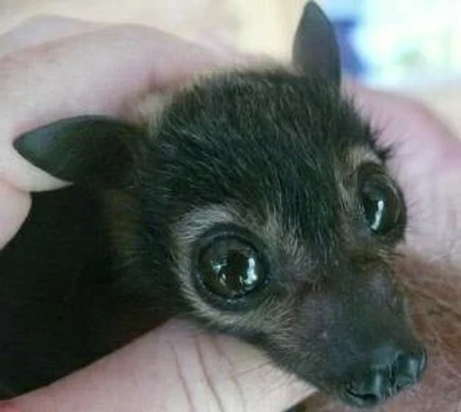 🥺 Стикер «Bats» для Telegram