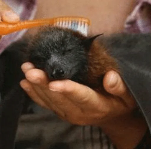 ☺️ Стикер «Bats» для Telegram