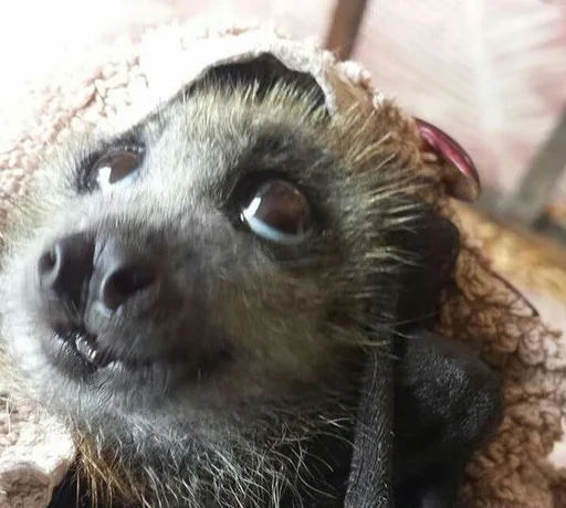 😢 Стикер «Bats» для Telegram