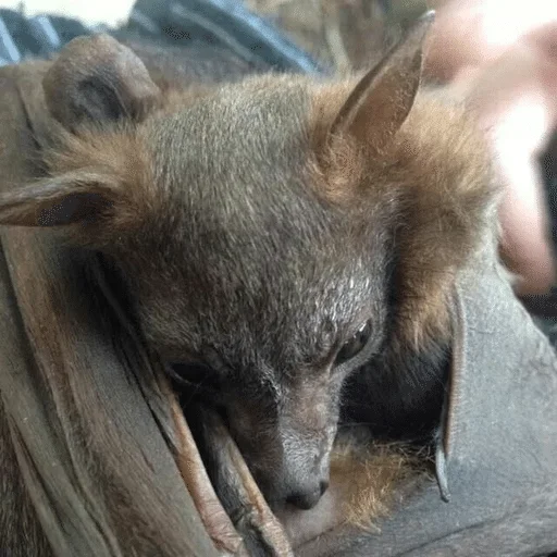 😤 Стикер «Bats» для Telegram