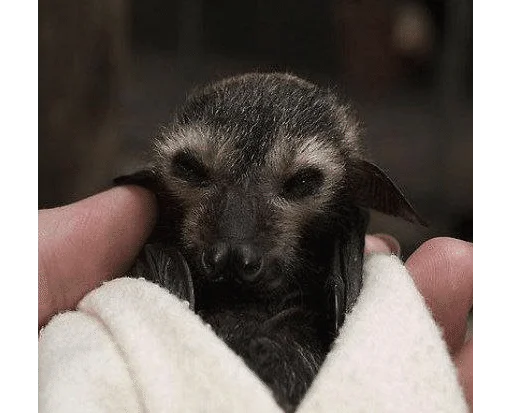 😖 Стикер «Bats» для Telegram