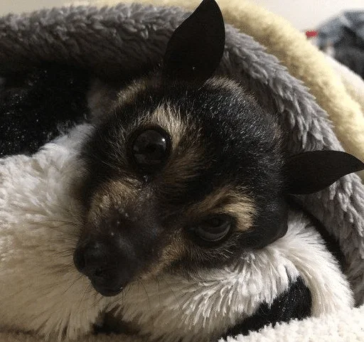 🥺 Стикер «Bats» для Telegram