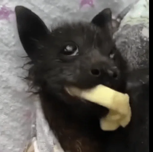 🦇 Стикер «Bats» для Telegram