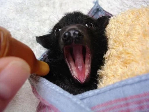 😮 Стикер «Bats» для Telegram