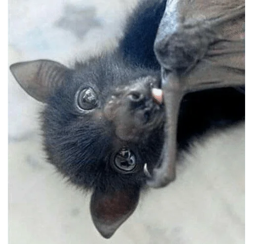 😋 Стикер «Bats» для Telegram
