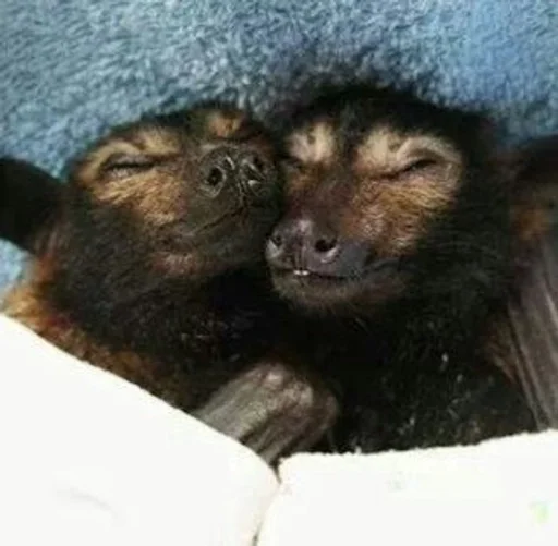 😴 Стикер «Bats» для Telegram