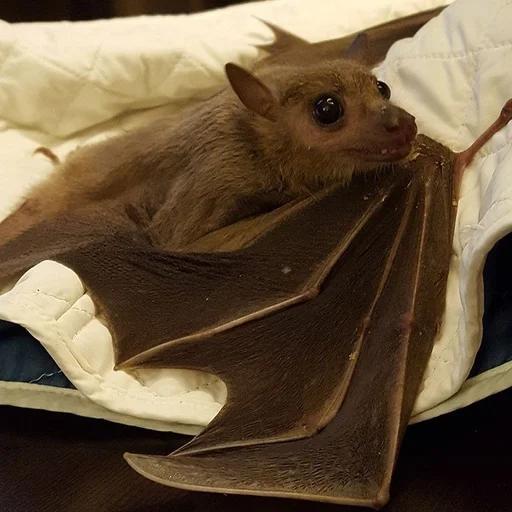 😯 Стикер «Bats» для Telegram