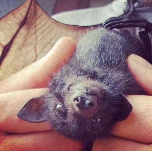 😋 Стикер «Bats» для Telegram
