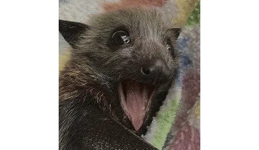😧 Стикер «Bats» для Telegram
