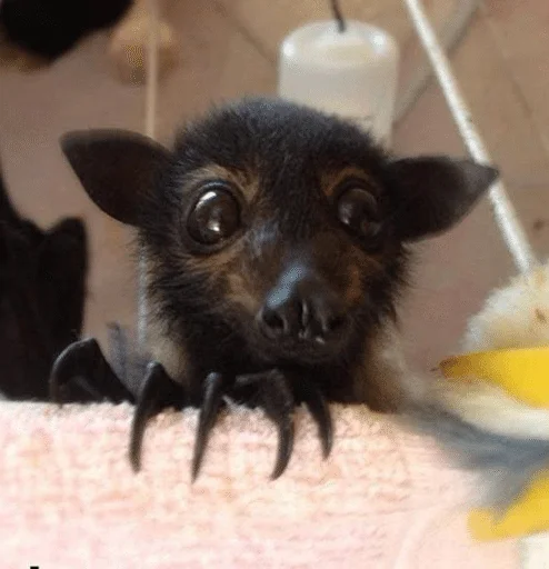 😧 Стикер «Bats» для Telegram