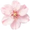 🌸 Эмодзи «» для Telegram