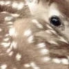 🫥 Эмодзи «Олени» для Telegram