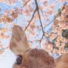 🫥 Эмодзи «Олени» для Telegram