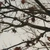 🫥 Эмодзи «Early autumn» для Telegram