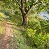 🫥 Эмодзи «Early autumn» для Telegram