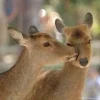 🫥 Эмодзи «Early autumn» для Telegram