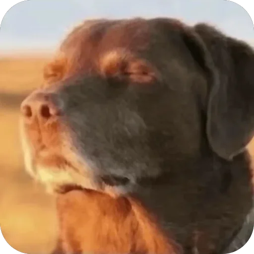🫥 Стикер «Собаки» для Telegram