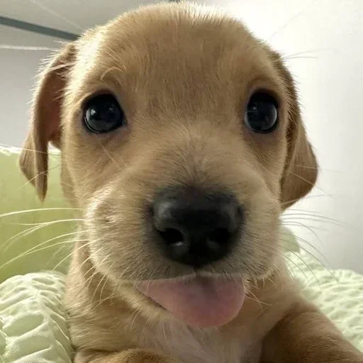 🐶 Стикер «Собаки» для Telegram