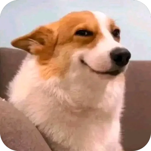 😋 Стикер «Собаки» для Telegram