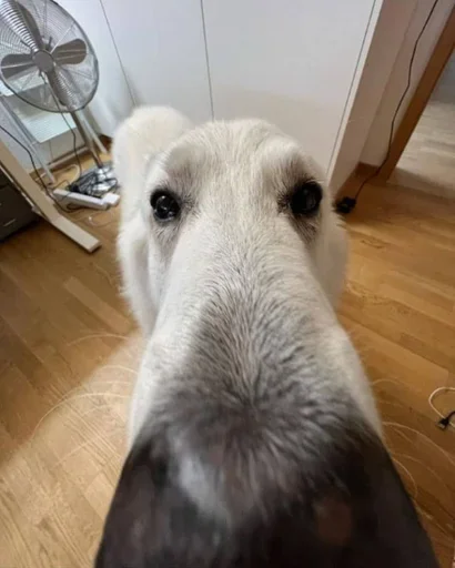 🐶 Стикер «Собаки» для Telegram