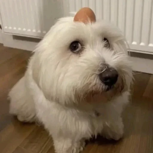 🥺 Стикер «Собаки» для Telegram