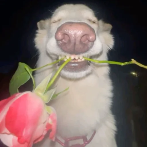 😘 Стикер «Собаки» для Telegram