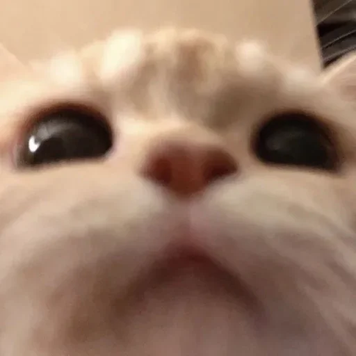 🌟 Стикер «BaelsGhyllBirds» для Telegram