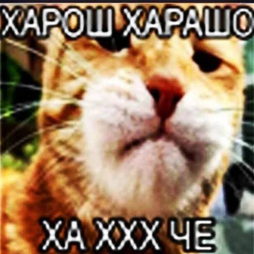 😕 Стикер «Bahmet&;s pack» для Telegram
