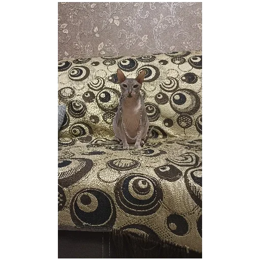 🐈 Стикер «Банда!» для Telegram