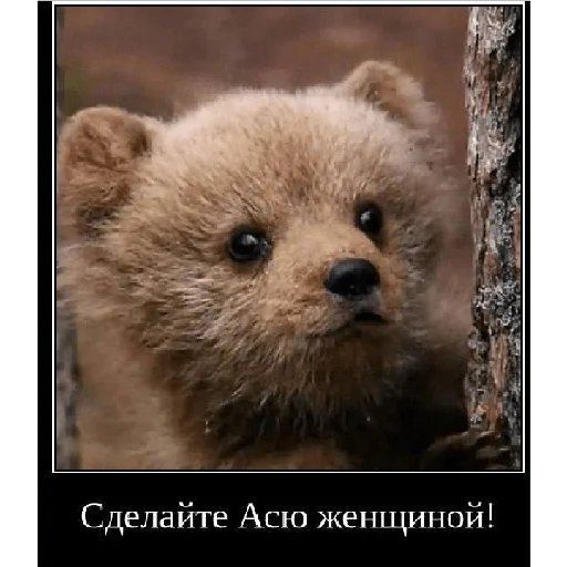 Стикерпак Смешная банда дичи для Telegram