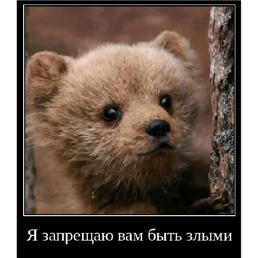 🚫 Стикер «Смешная банда дичи» для Telegram