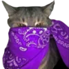Стикерпак bandanacats для Telegram