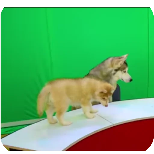 👍 Стикер «Бандит Бублик Кекс Коржик» для Telegram