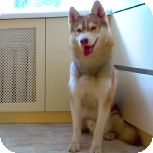 🐱 Стикер «Бандит Бублик Кекс Коржик» для Telegram